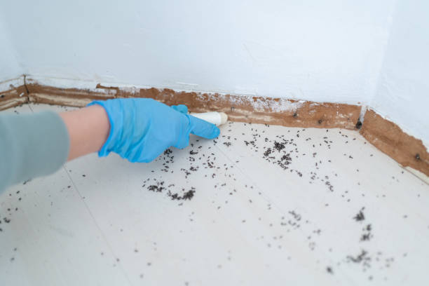 Best Termite Control Services  in Riverdale, IL